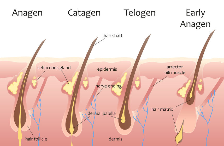 Hair Growth Cycle Information | Anagen, Catagen, Telogen